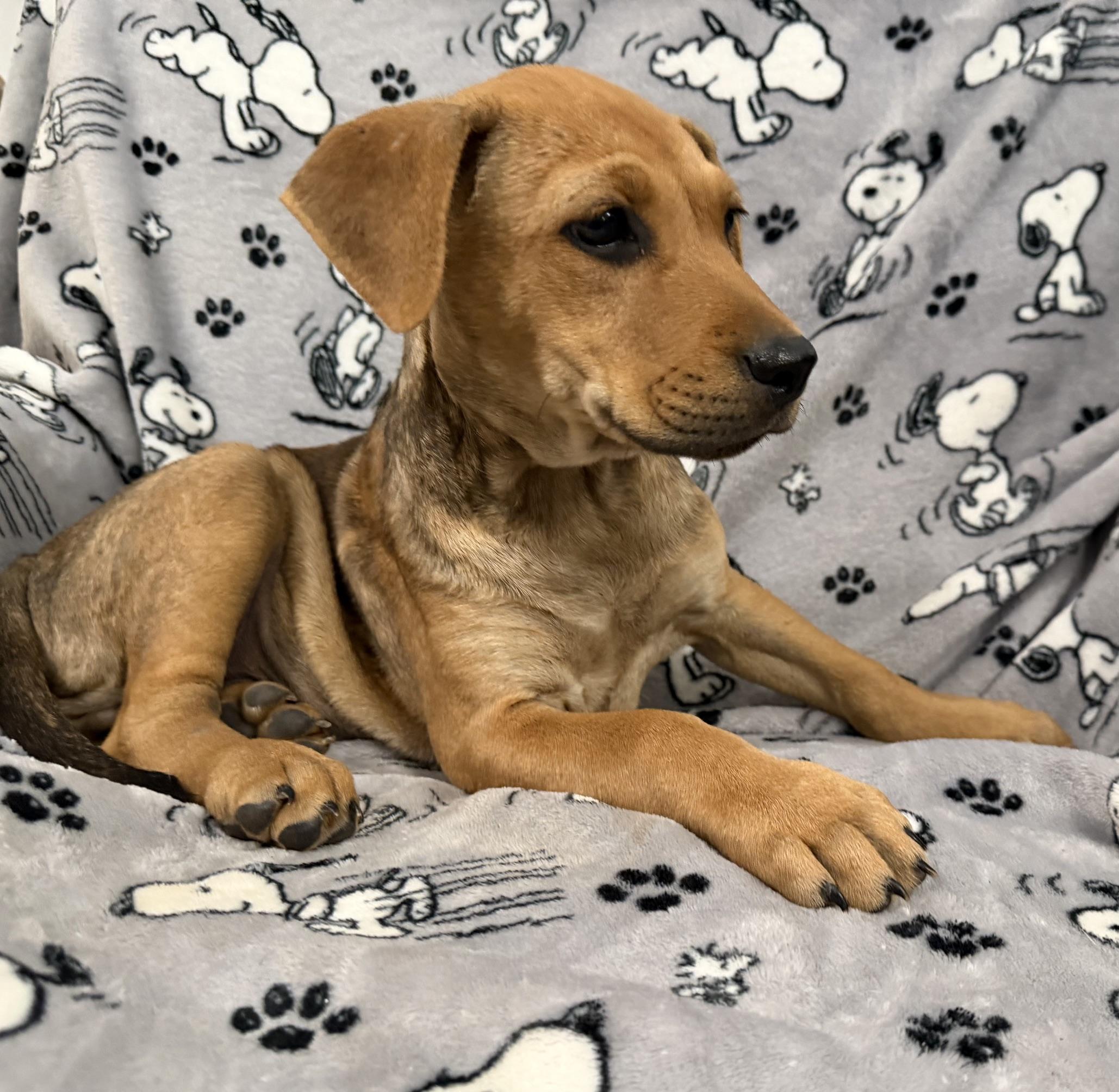 Enlarge Eli Elementary - Local pup, a Adoptable mixed breed in Andover, MA image 4/5