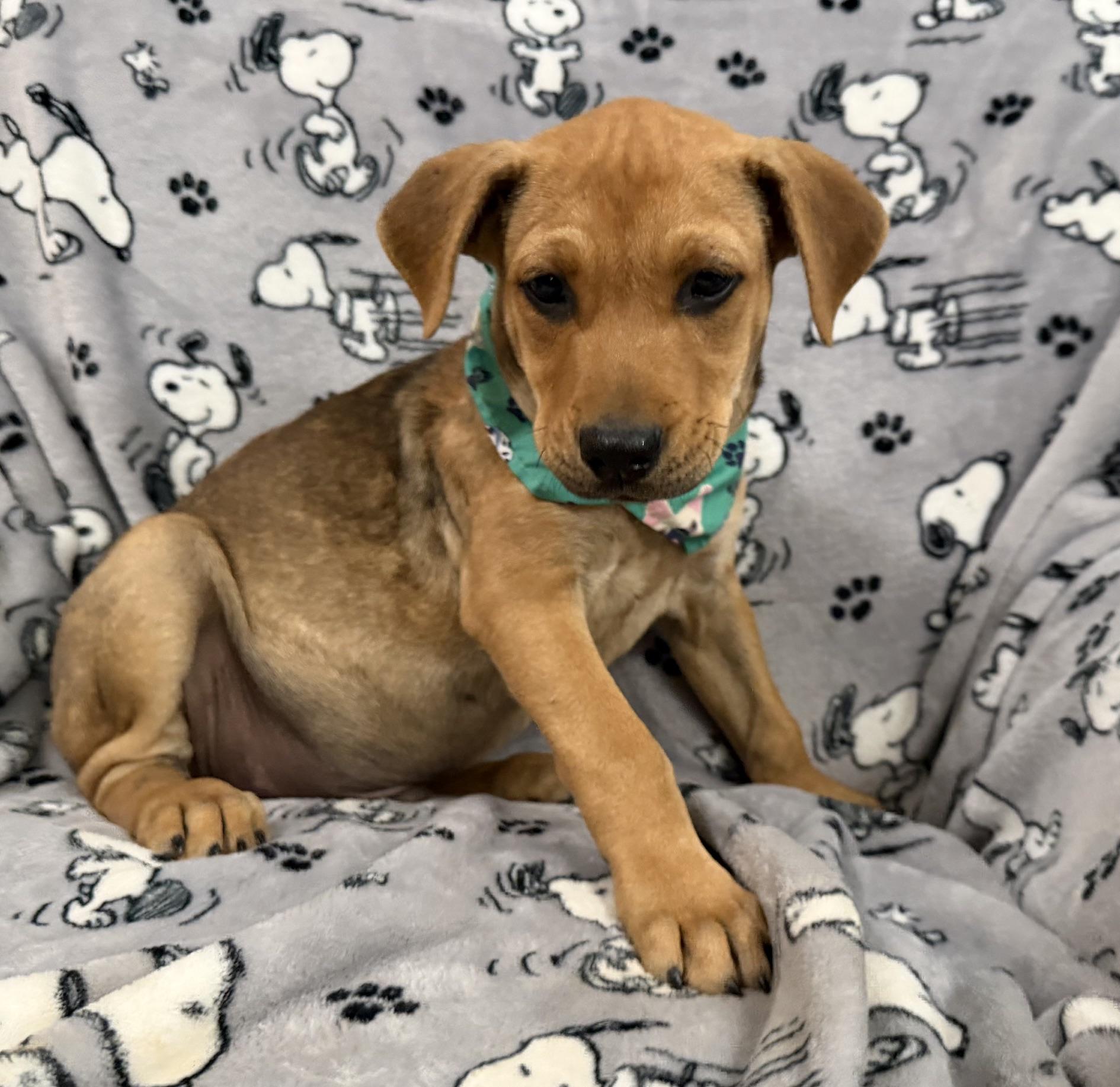 Enlarge Eli Elementary - Local pup, a Adoptable mixed breed in Andover, MA image 5/5