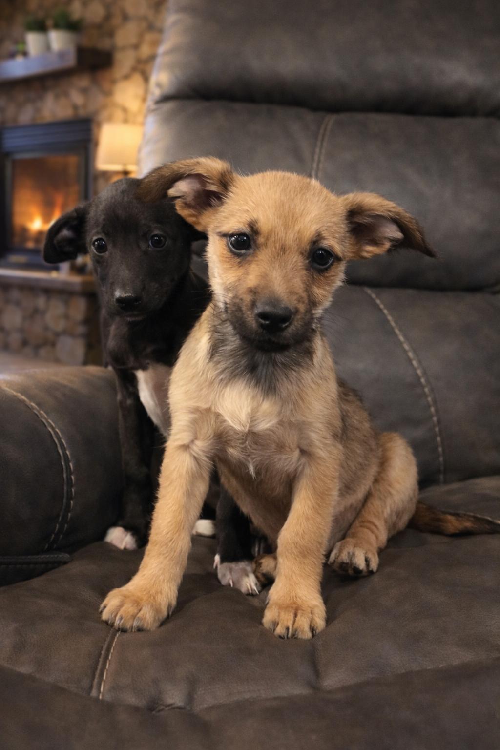 Enlarge Roo, a ADOPTABLE mixed breed in Huson, MT image 5/6