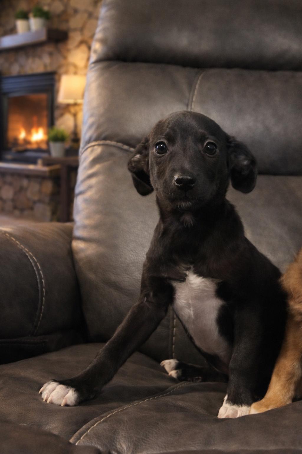 Enlarge Roo, a ADOPTABLE mixed breed in Huson, MT image 1/6