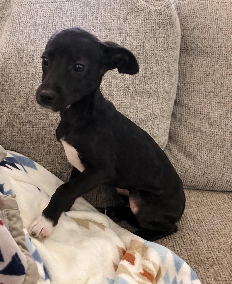 Enlarge Roo, a ADOPTABLE mixed breed in Huson, MT image 2/6