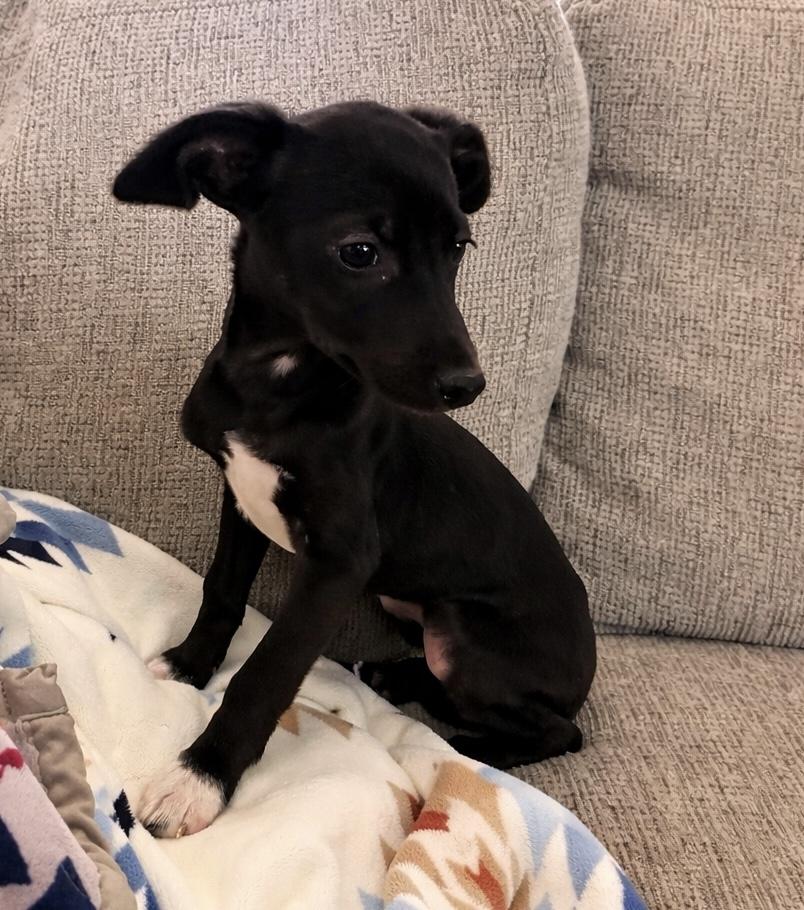 Enlarge Roo, a ADOPTABLE mixed breed in Huson, MT image 3/6