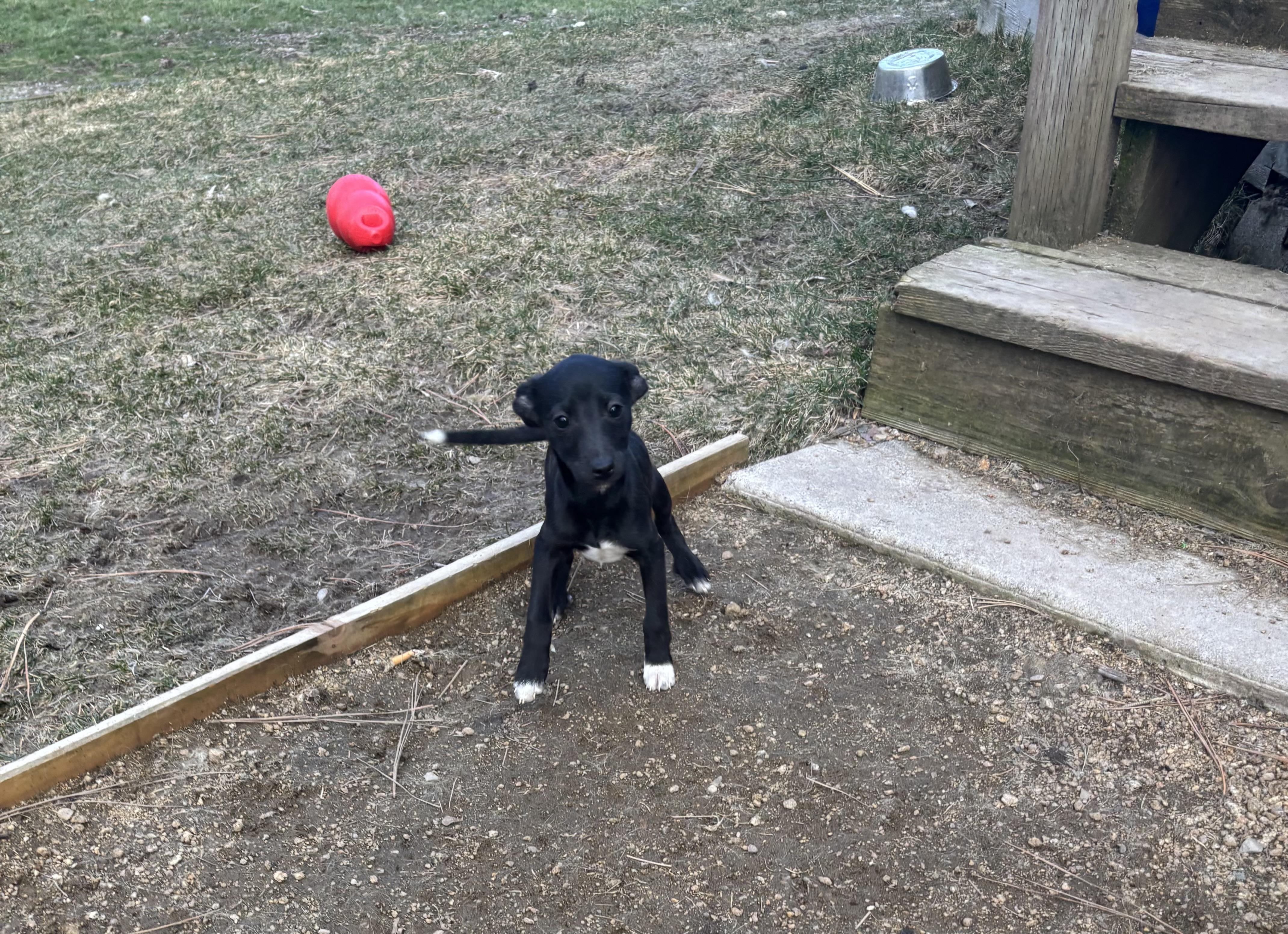 Enlarge Roo, a ADOPTABLE mixed breed in Huson, MT image 4/6