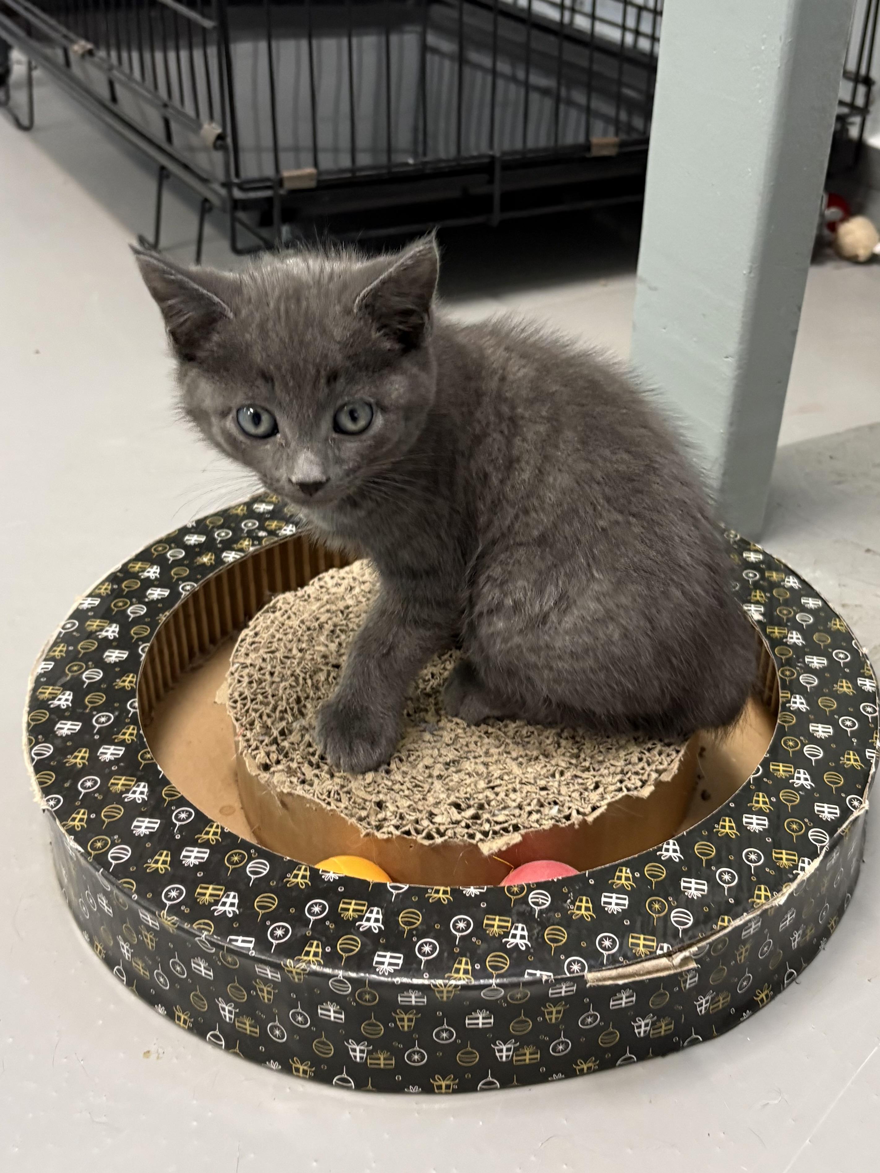 Enlarge Nimbus, an adopted American Shorthair in Big Rapids, MI image 1/1