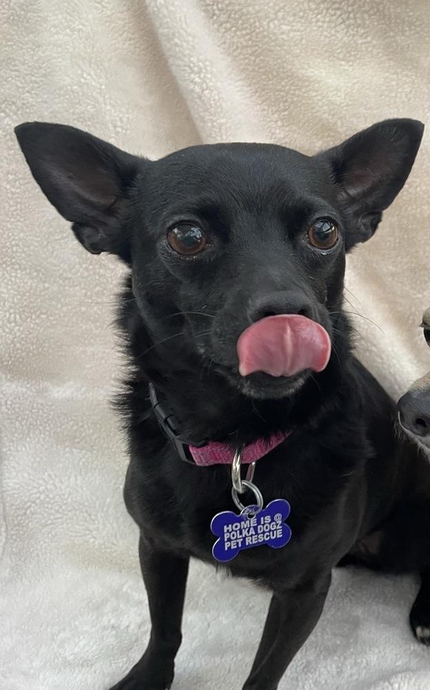 Enlarge Pantera, a Adoptable mixed breed in Winter Garden, FL image 2/3