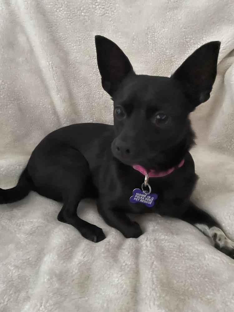 Enlarge Pantera, a Adoptable mixed breed in Winter Garden, FL image 3/3