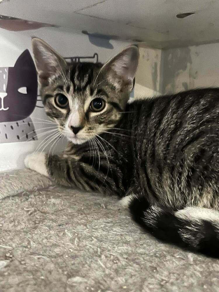 Boots, Adoptable, Kitten Male Domestic Short Hair & Tabby.
