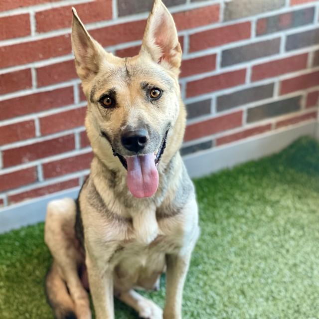 TANYELLE, Adoptable, Adult Female German Shepherd Dog & Mixed Breed.