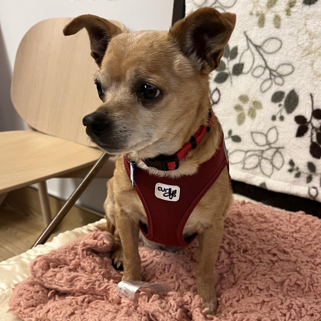 Enlarge Harley 13639, a Adoptable Chihuahua in San Francisco, CA image 1/6