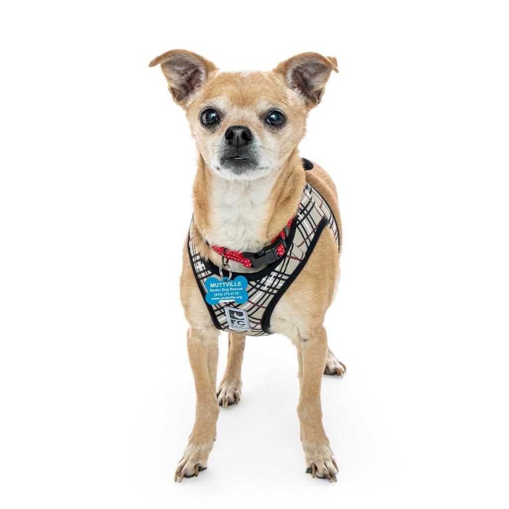 Enlarge Harley 13639, a Adoptable Chihuahua in San Francisco, CA image 2/6