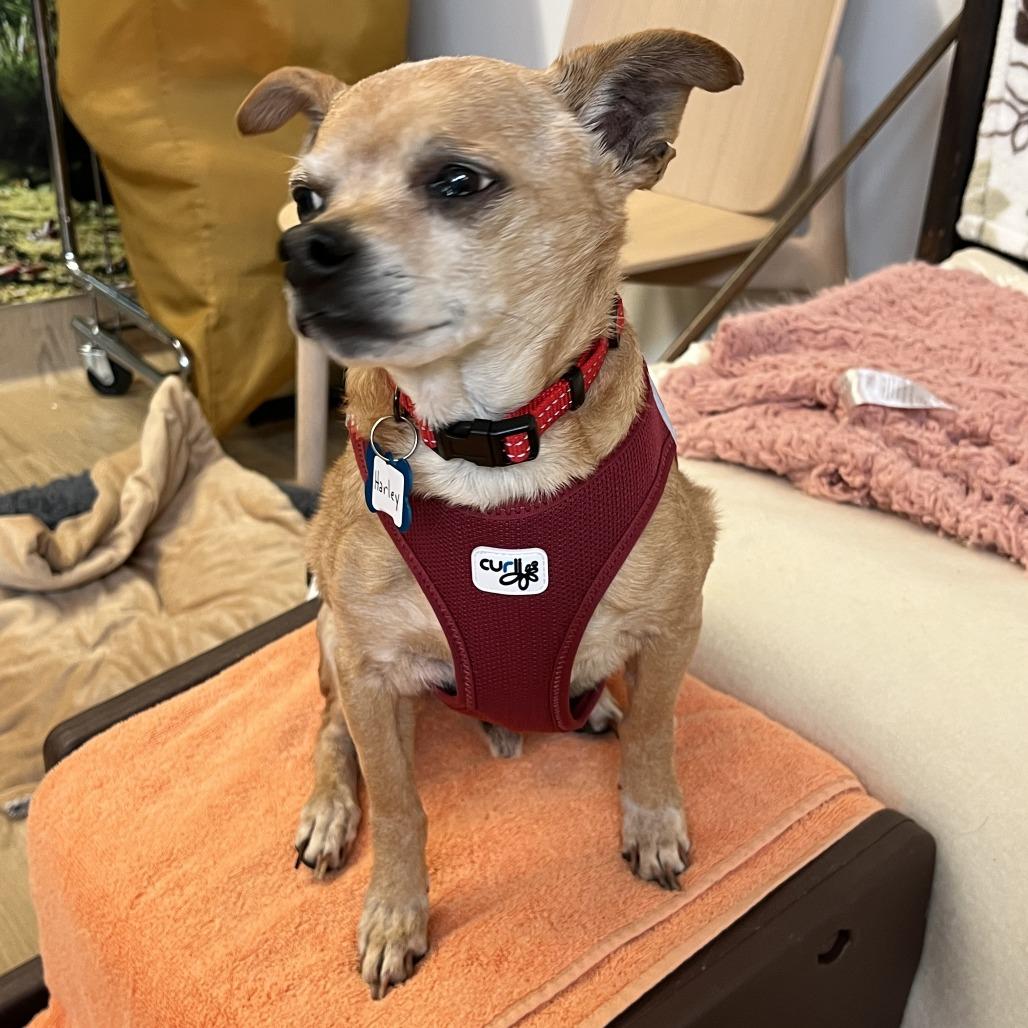 Enlarge Harley 13639, a Adoptable Chihuahua in San Francisco, CA image 3/6