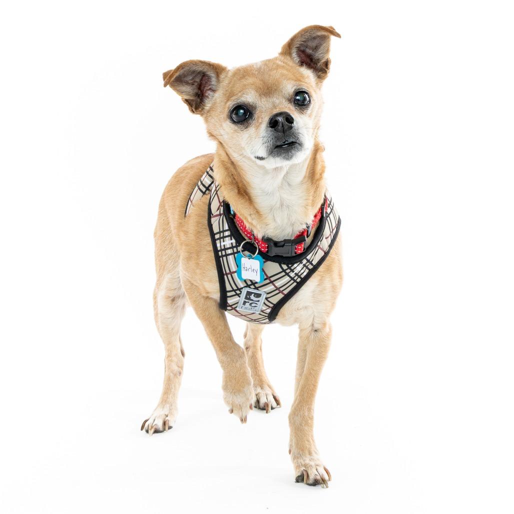 Enlarge Harley 13639, a Adoptable Chihuahua in San Francisco, CA image 4/6