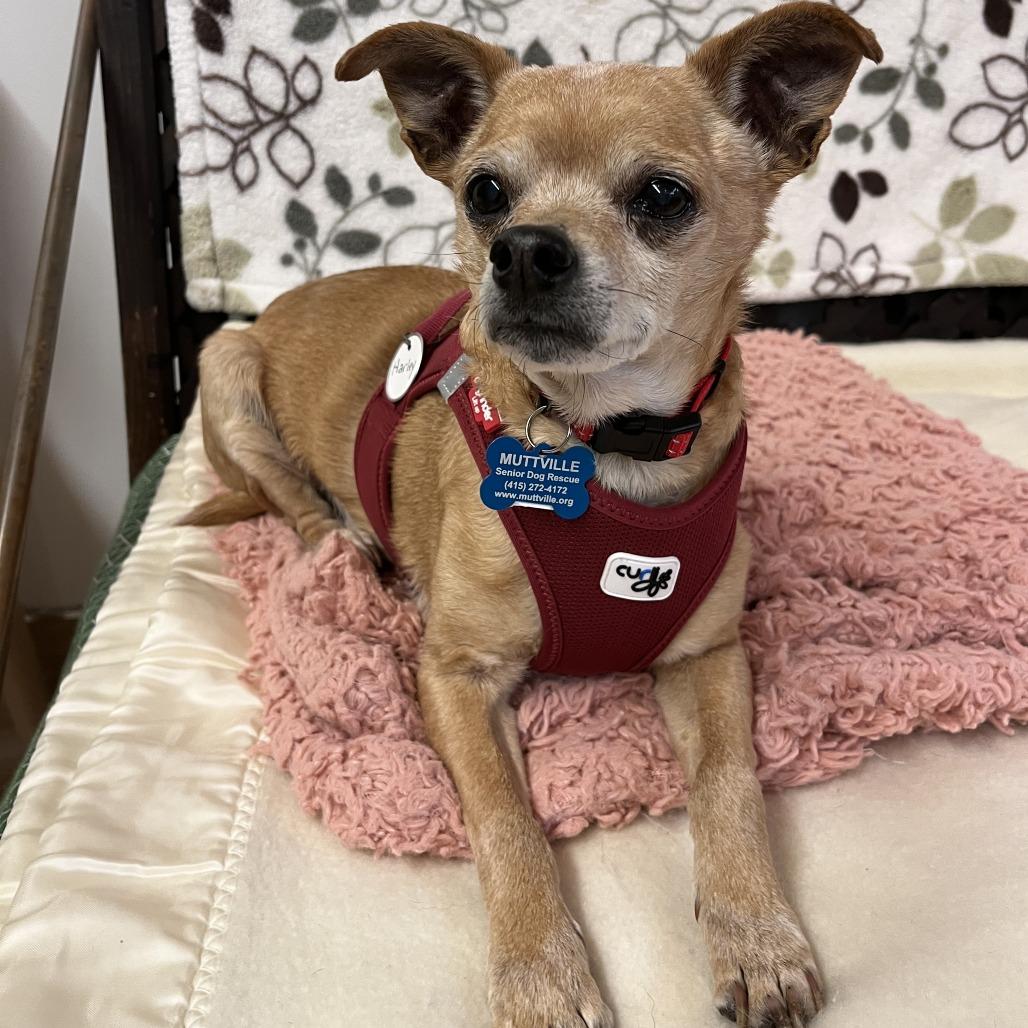Enlarge Harley 13639, a Adoptable Chihuahua in San Francisco, CA image 5/6