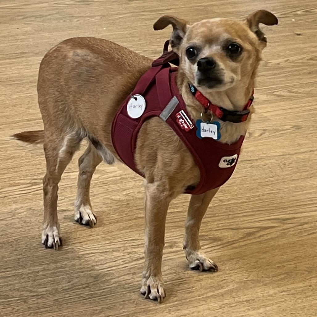 Enlarge Harley 13639, a Adoptable Chihuahua in San Francisco, CA image 6/6