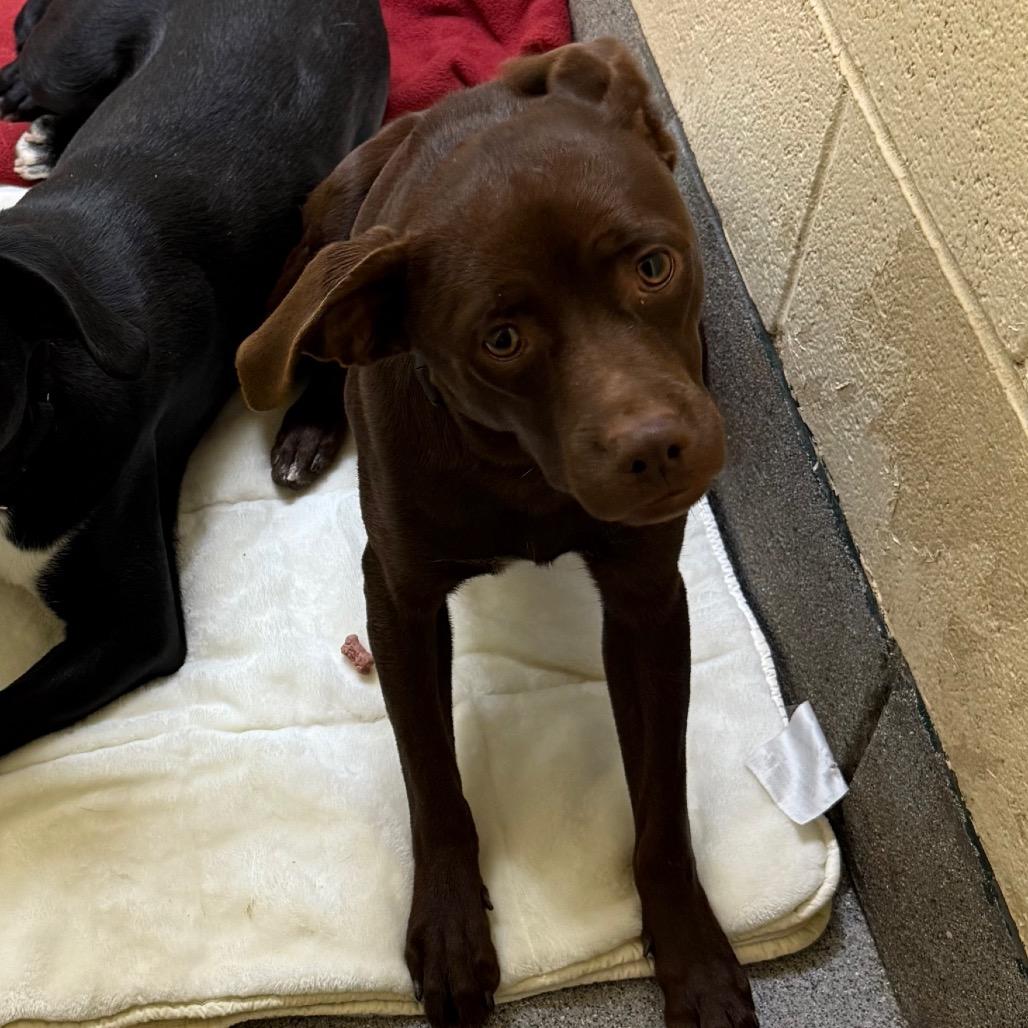 Little Man, Adoptable, Young Male Mixed Breed.