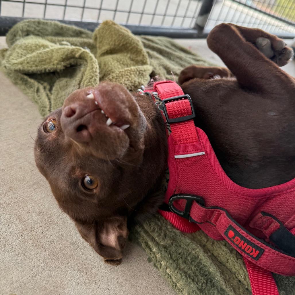 Enlarge Little Man, a Adoptable Mixed Breed in Cedaredge, CO image 2/6