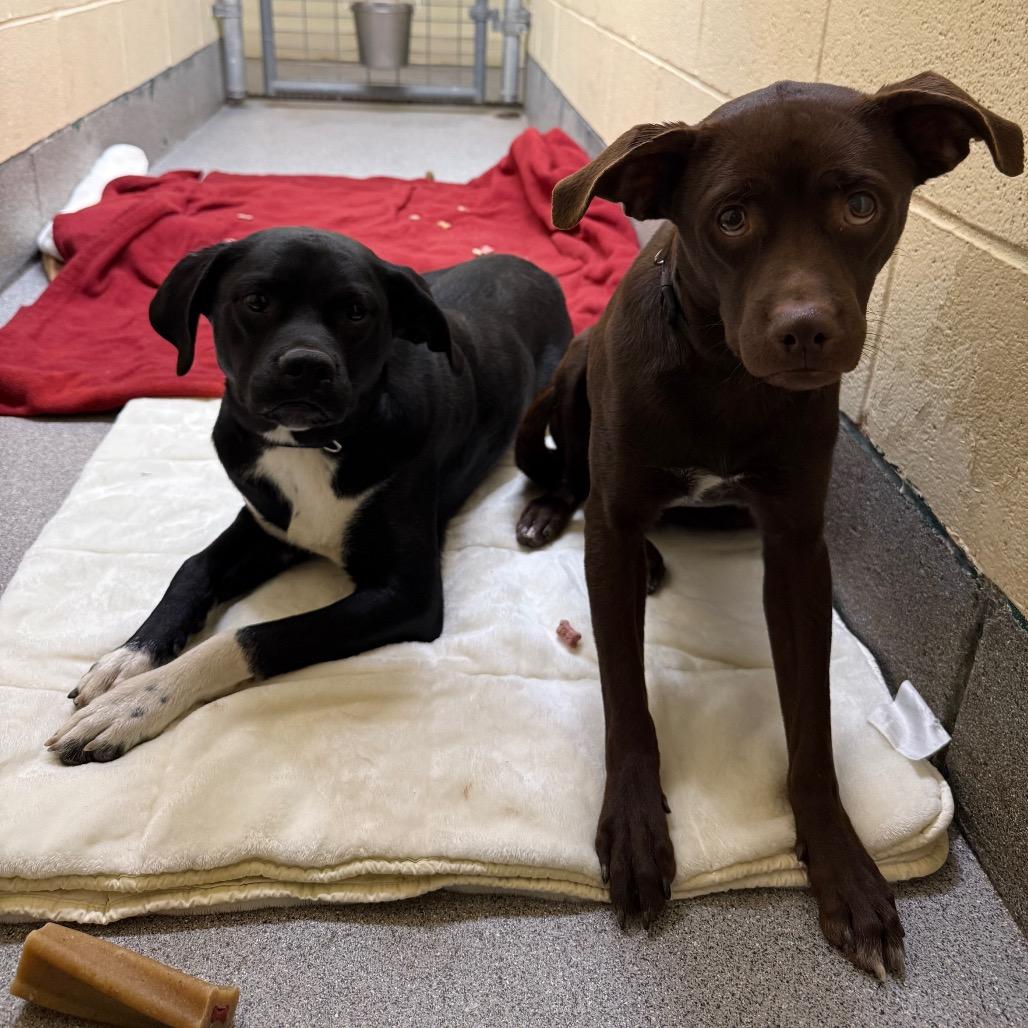 Enlarge Little Man, a Adoptable Mixed Breed in Cedaredge, CO image 5/6