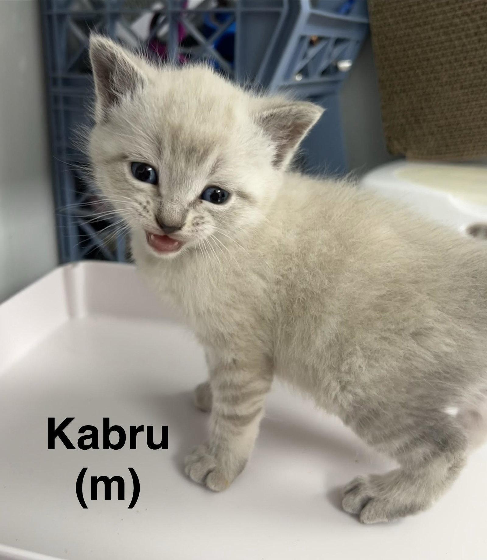 Enlarge Kabru, a Adopted mixed breed in Saugerties, NY image 1/1