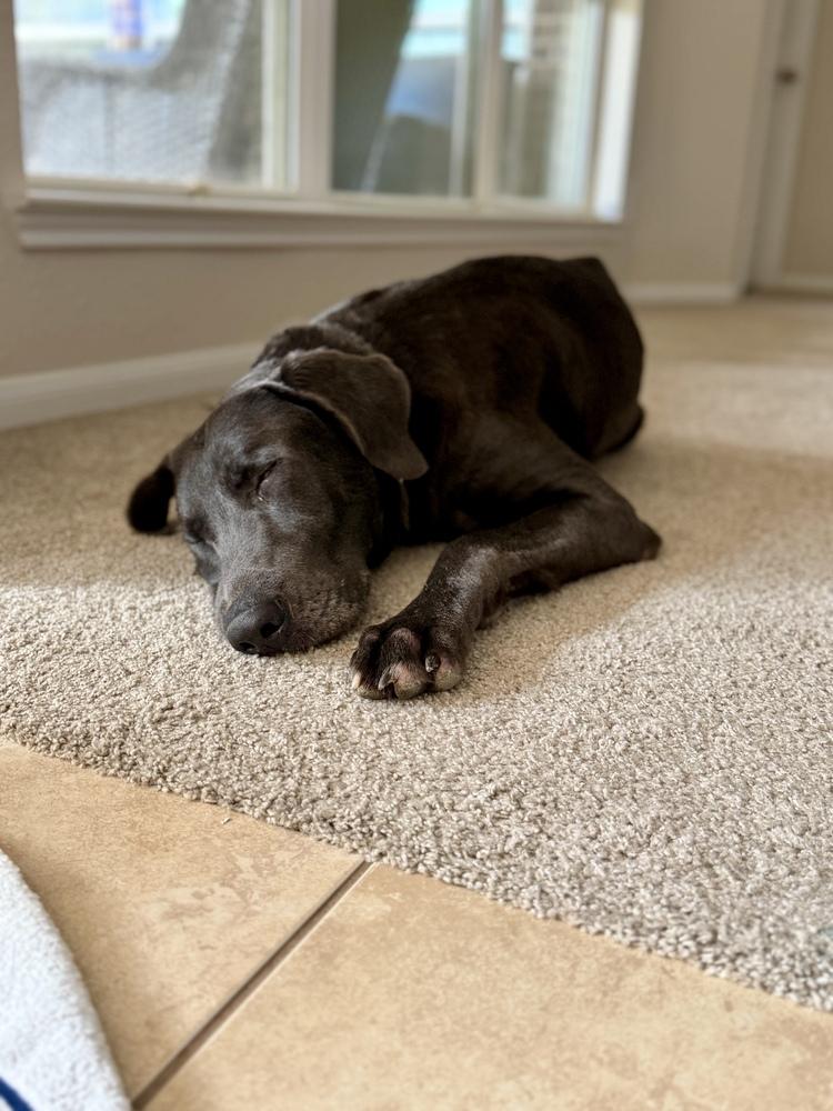 Tenkrat / Ash, Adoptable, Adult Male Labrador Retriever.
