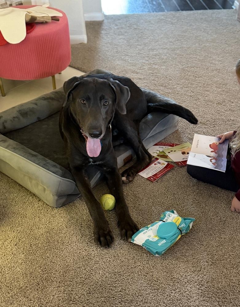 Enlarge Tenkrat / Ash, a Adoptable mixed breed in Broomfield, CO image 3/6