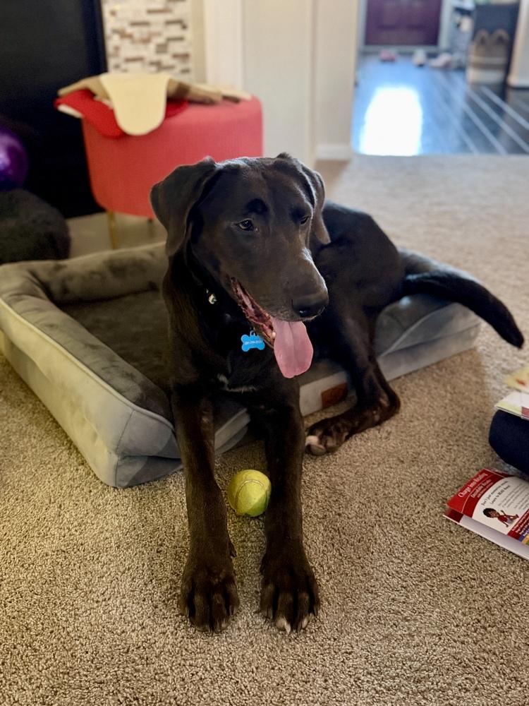 Enlarge Tenkrat / Ash, a Adoptable mixed breed in Broomfield, CO image 4/6