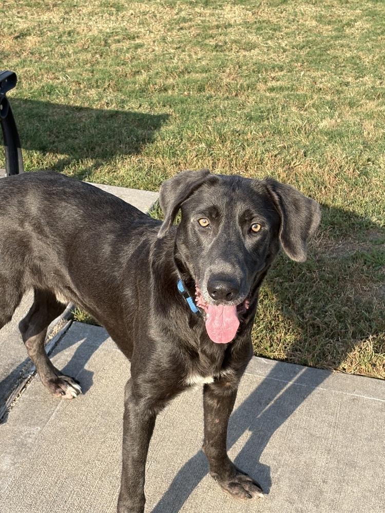 Enlarge Tenkrat / Ash, a Adoptable mixed breed in Broomfield, CO image 5/6
