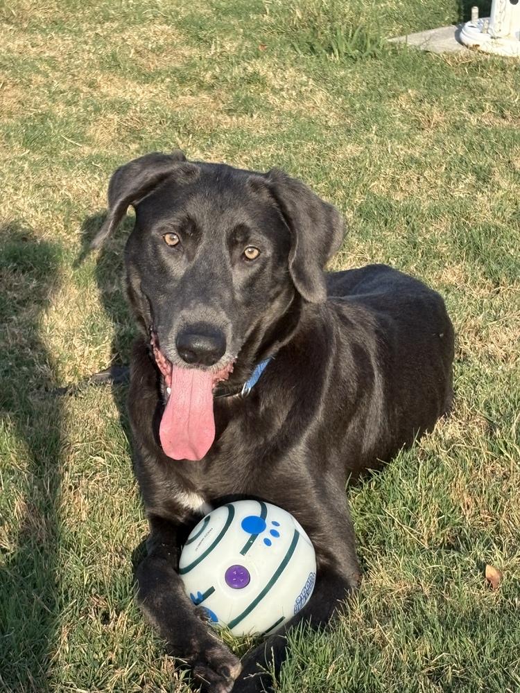 Enlarge Tenkrat / Ash, a Adoptable mixed breed in Broomfield, CO image 6/6