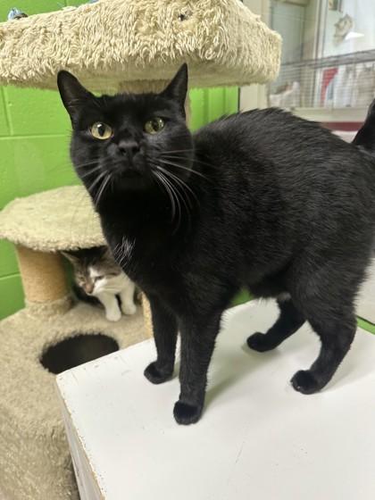 Misty, Adopted, Adult Female Domestic Short Hair.