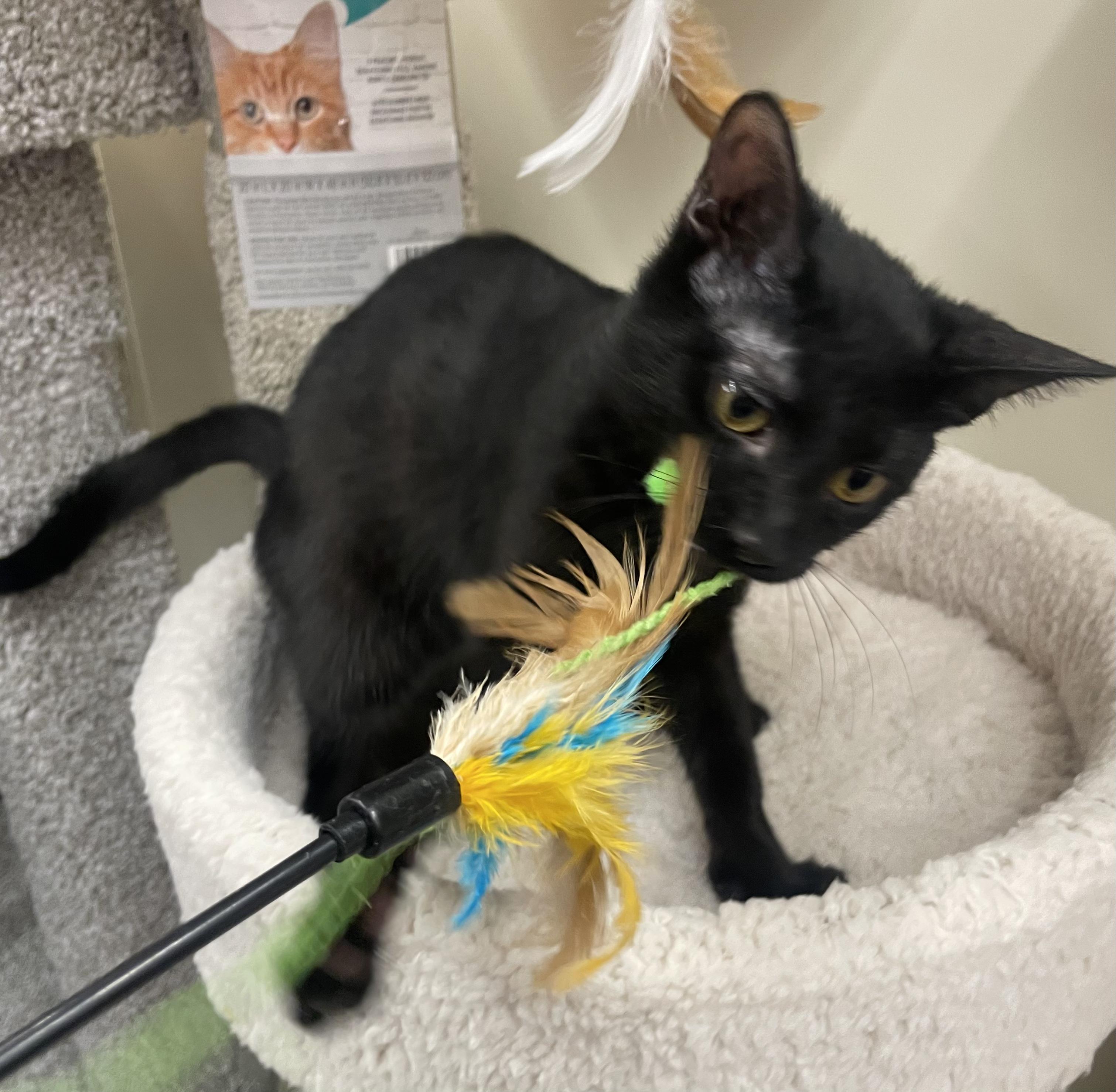 Remy-Portofino PetSmart
