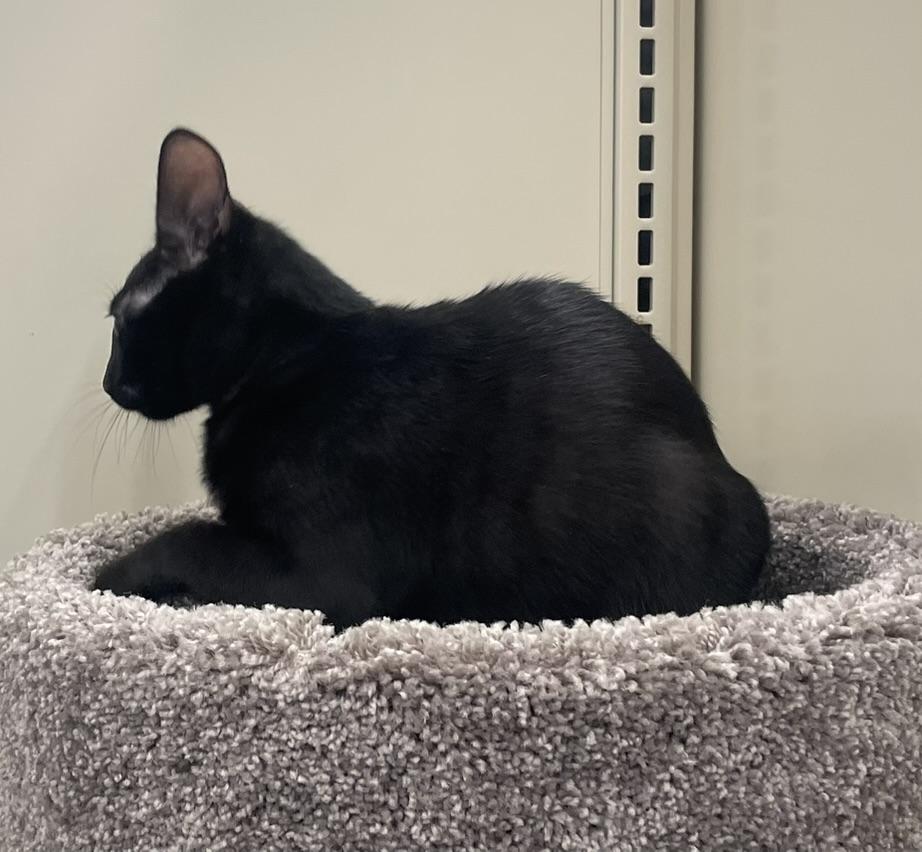 Remy-Portofino PetSmart