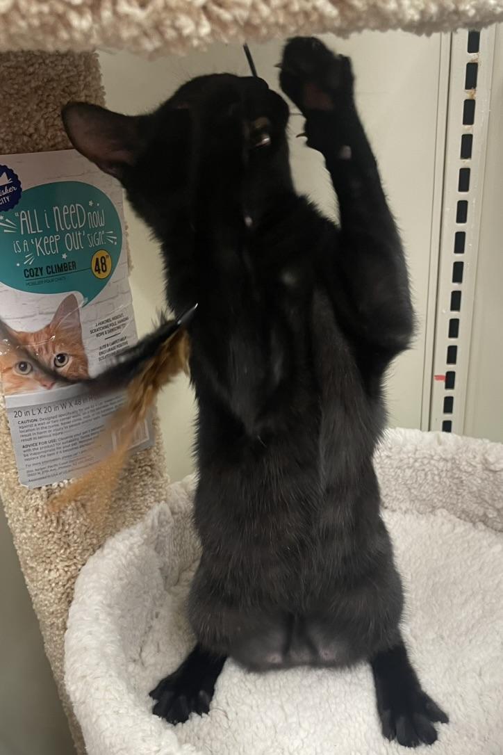 Remy-Portofino PetSmart