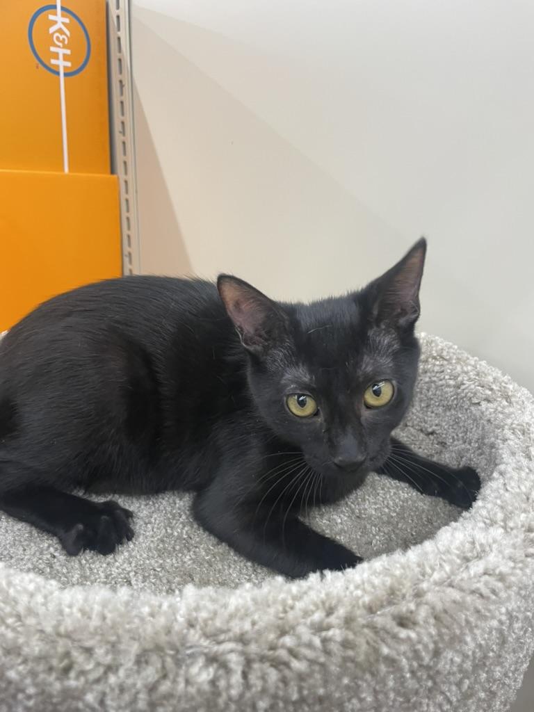 Remy-Portofino PetSmart