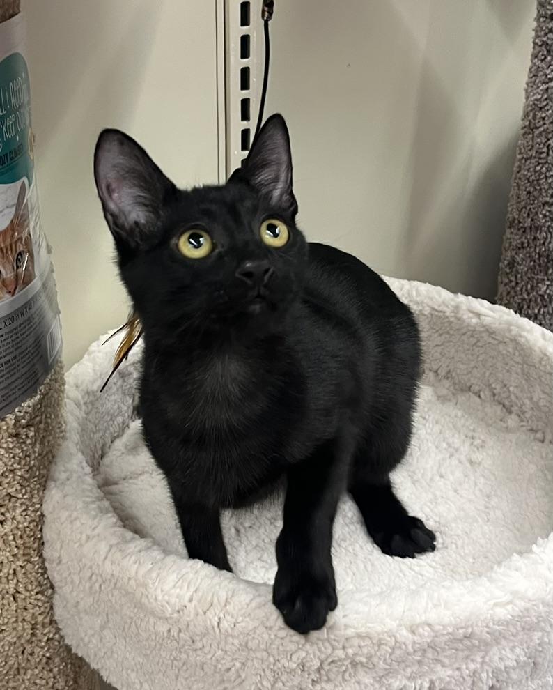 Remy-Portofino PetSmart