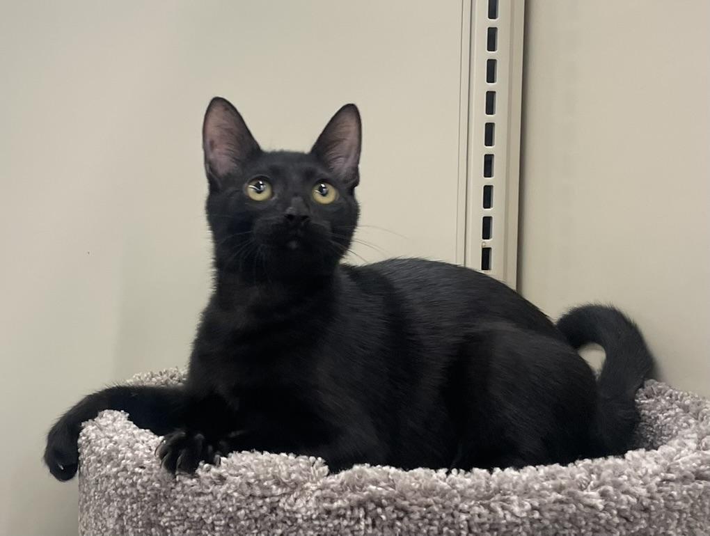 Remy-Portofino PetSmart