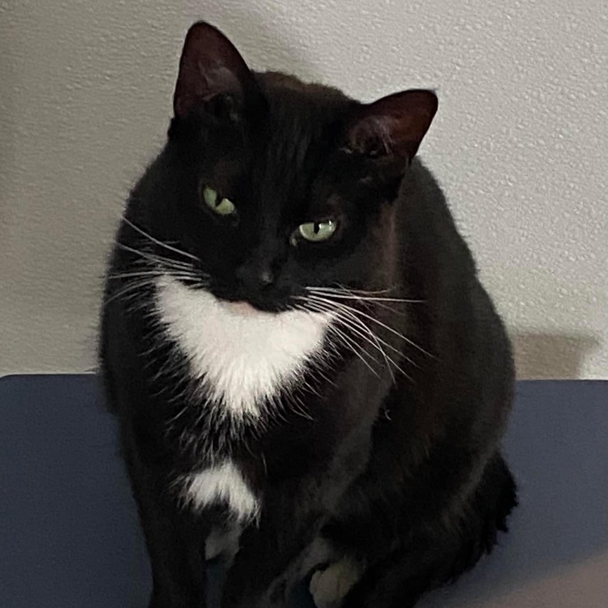 Enlarge Boots V, a Adoptable Domestic Short Hair in Palatine, IL image 4/6