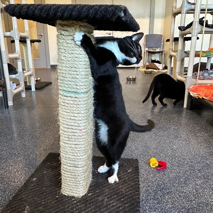 Enlarge Boots V, a Adoptable Domestic Short Hair in Palatine, IL image 5/6