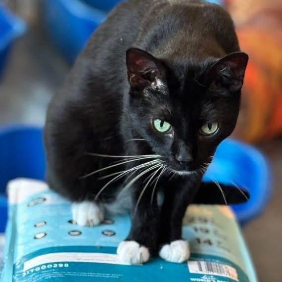 Enlarge Boots V, a Adoptable Domestic Short Hair in Palatine, IL image 2/6