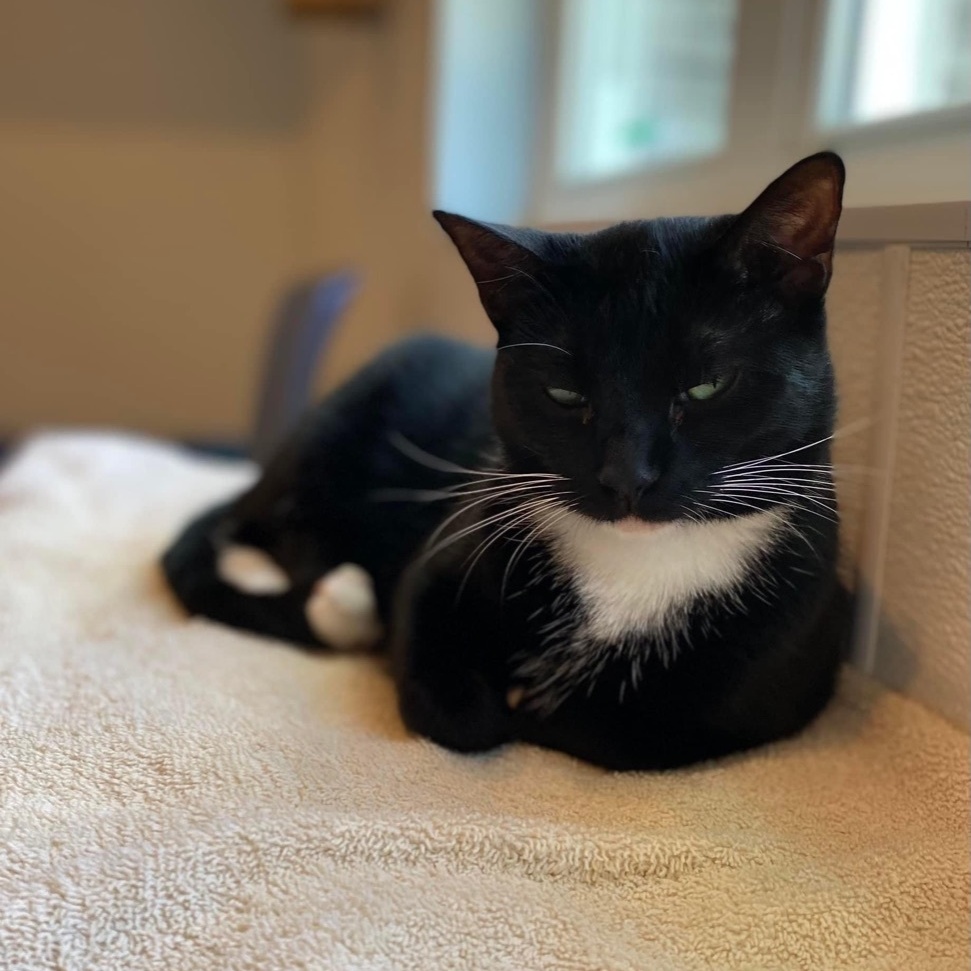 Enlarge Boots V, a Adoptable Domestic Short Hair in Palatine, IL image 6/6