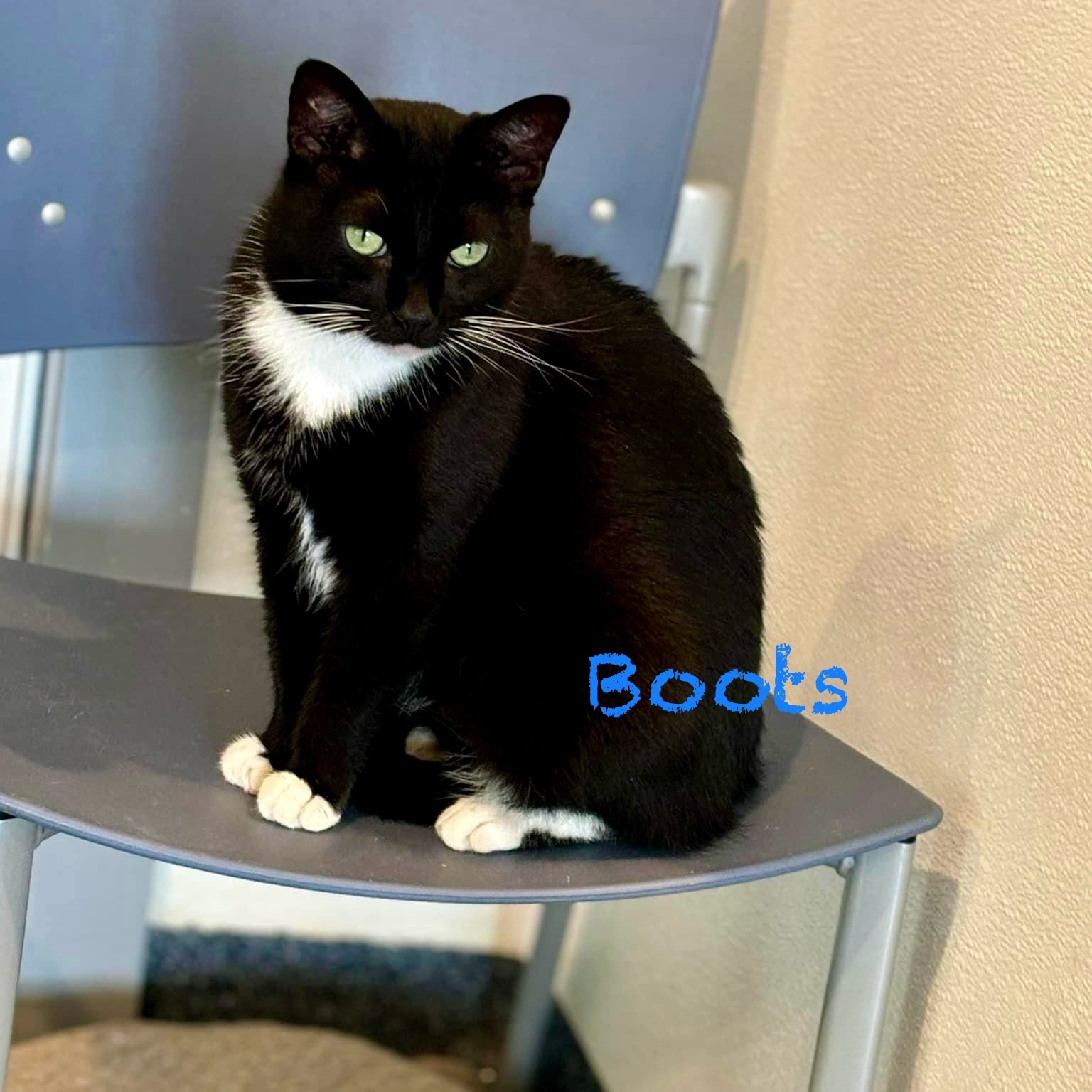 Boots V, Adoptable, Adult Female Domestic Short Hair.