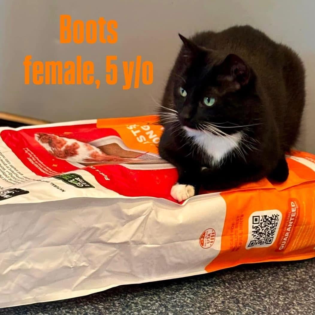 Enlarge Boots V, a Adoptable Domestic Short Hair in Palatine, IL image 3/6