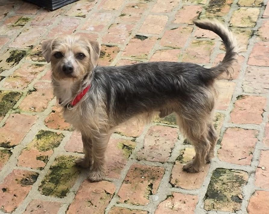 Toby, ADOPTABLE, Young Male Yorkshire Terrier & Dachshund.