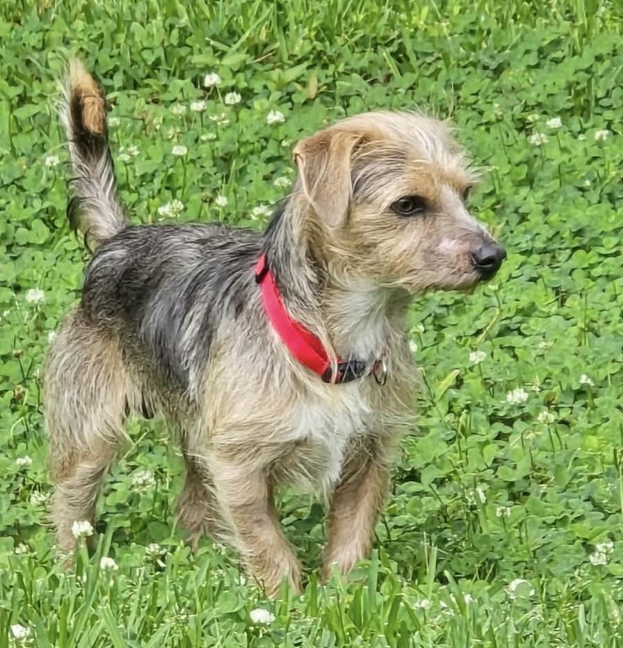 Enlarge Toby, a ADOPTABLE mixed breed in Walker, LA image 2/3