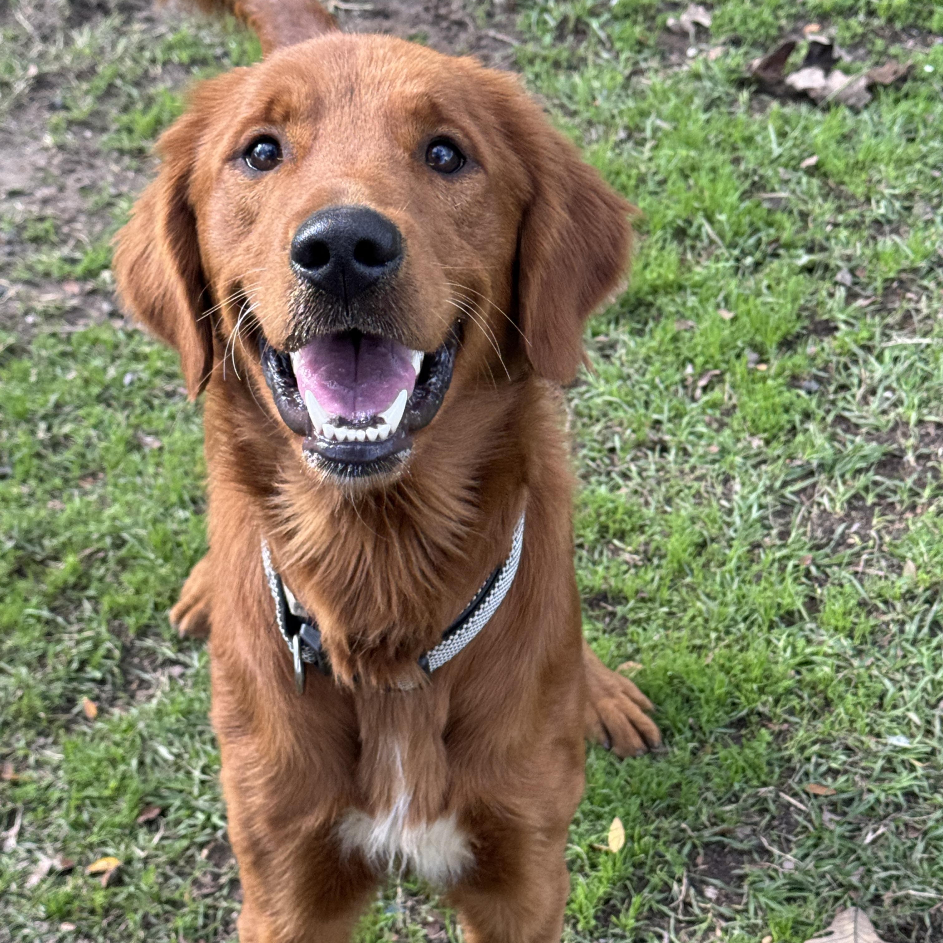 Dog for adoption - Handsome Huck, a Golden Retriever in Roanoke, VA ...
