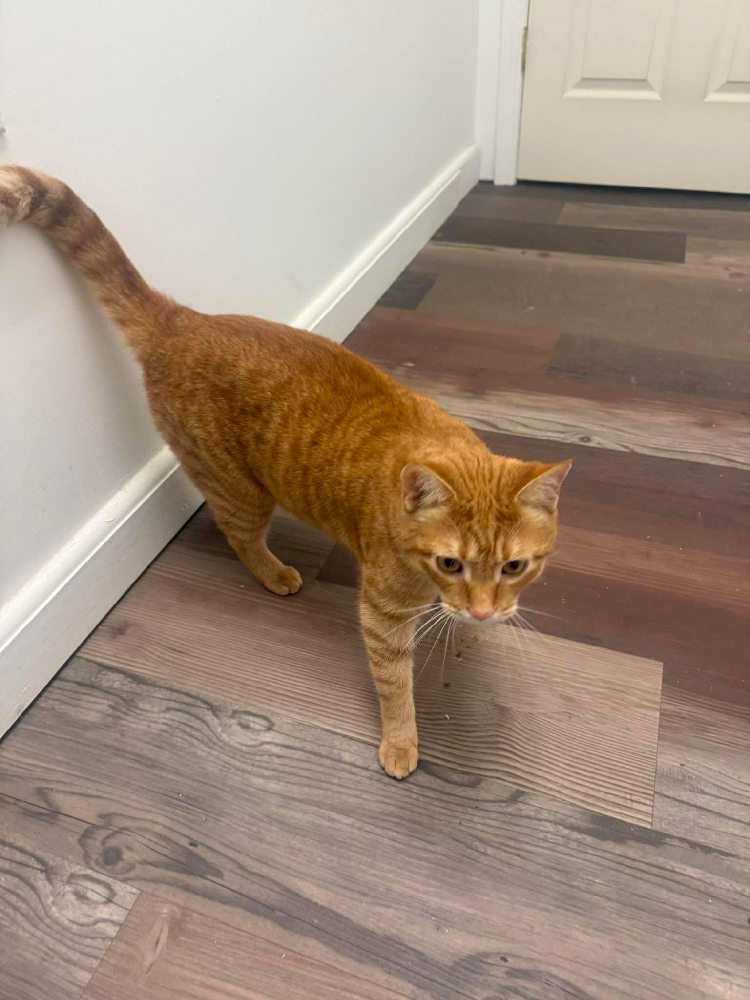 Enlarge Copper, a ADOPTABLE mixed breed in Charlotte, NC image 5/5