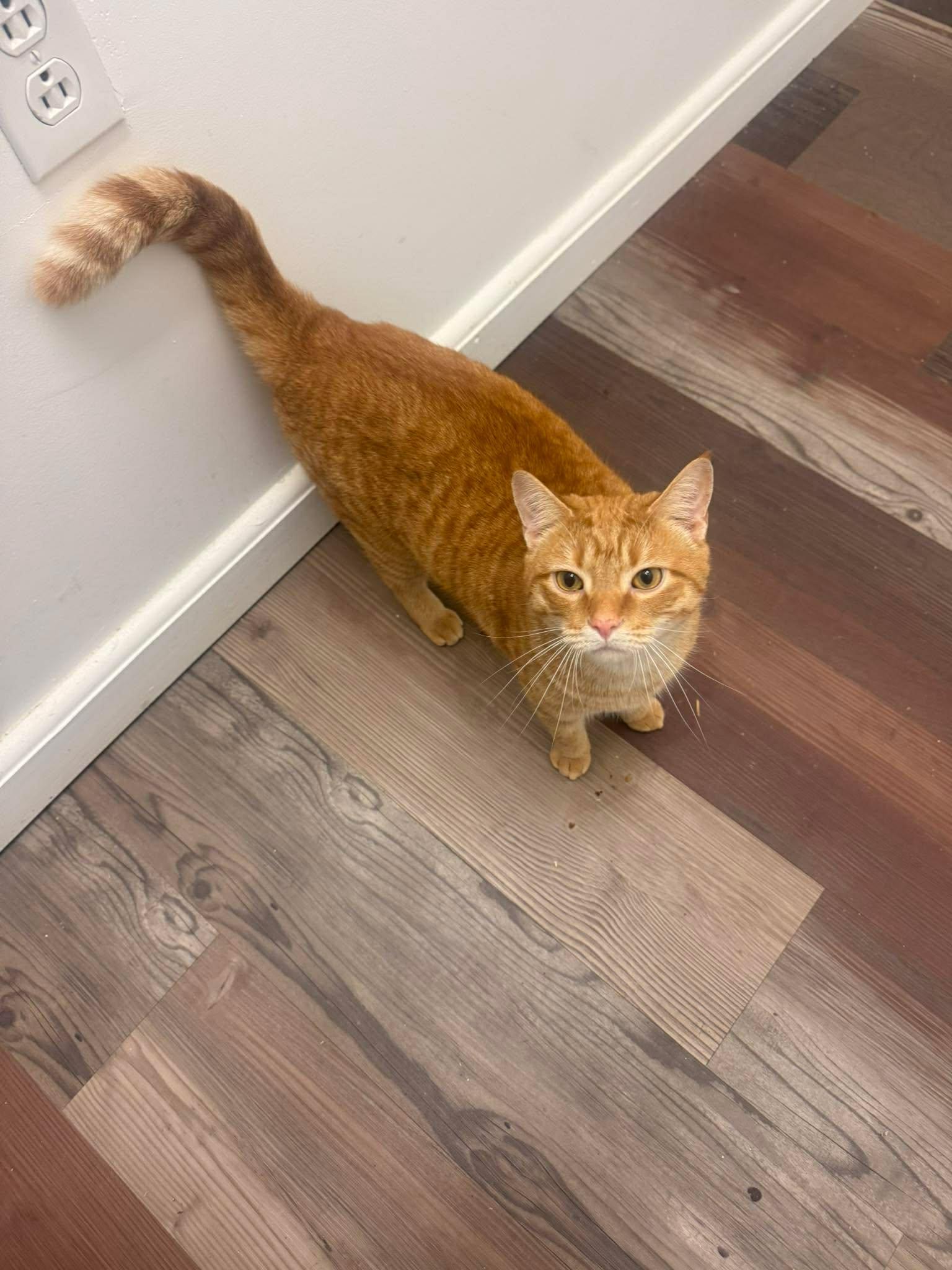 Copper, ADOPTABLE, Adult Male Tabby.