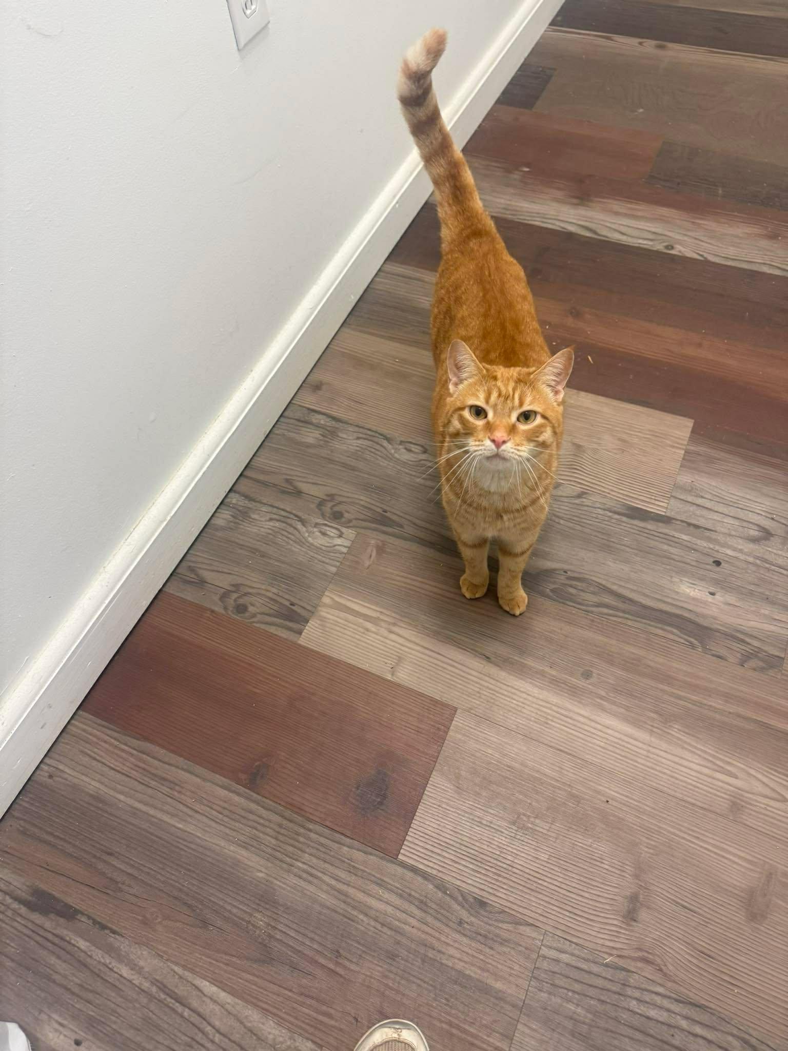 Enlarge Copper, a ADOPTABLE mixed breed in Charlotte, NC image 3/5