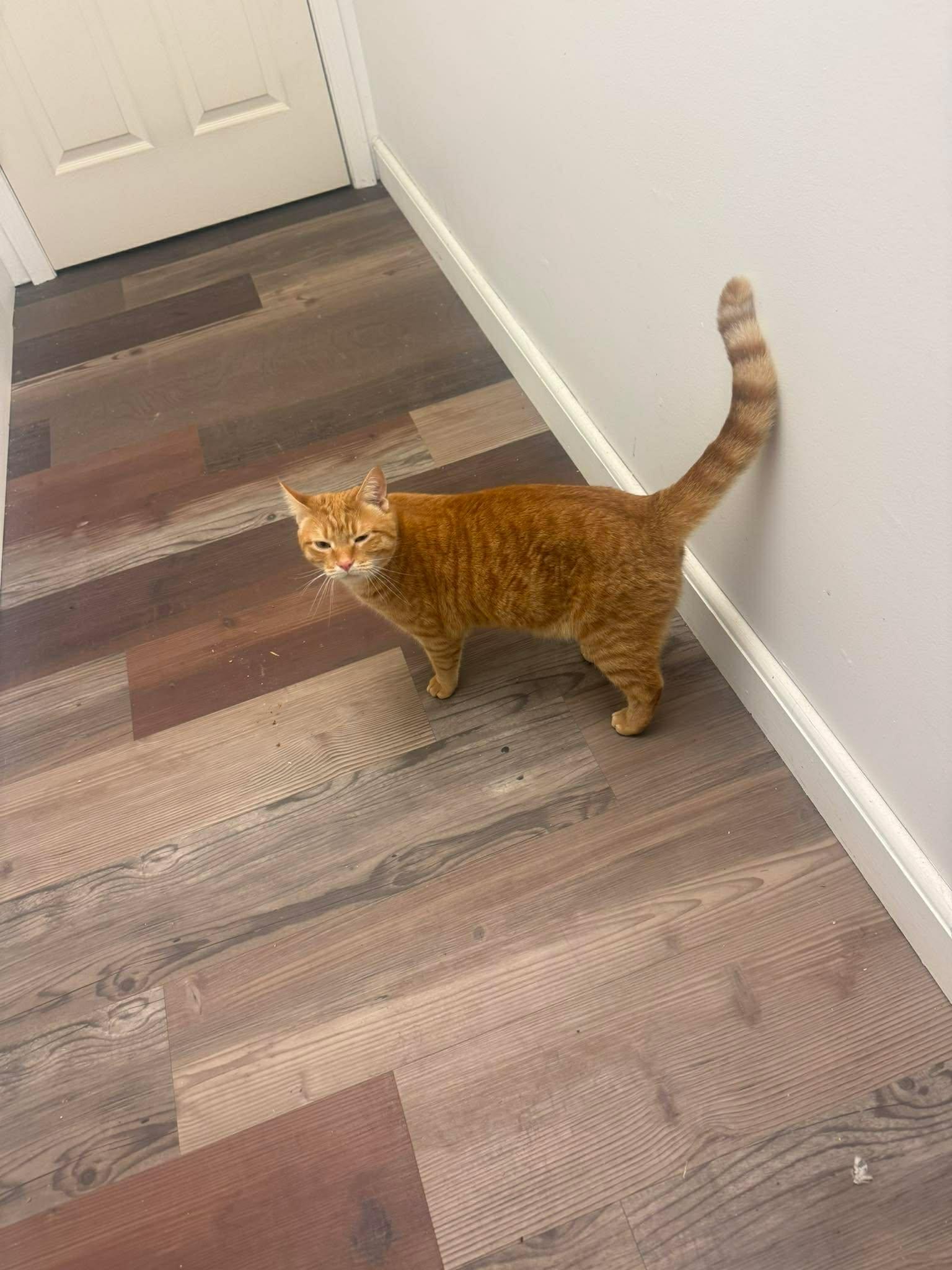 Enlarge Copper, a ADOPTABLE mixed breed in Charlotte, NC image 4/5