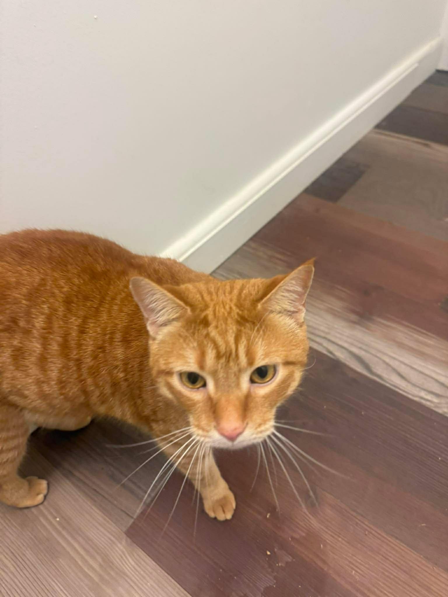 Enlarge Copper, a ADOPTABLE mixed breed in Charlotte, NC image 2/5