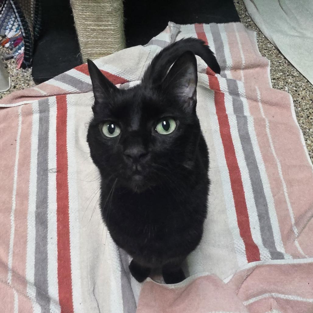 Lilith, Adoptable, Adult Female Domestic Short Hair.