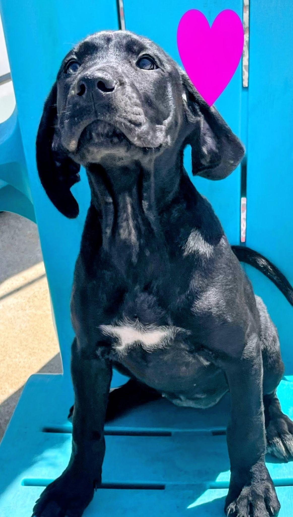 Enlarge Nala, an adopted mixed breed in Newfoundland, NJ image 2/3